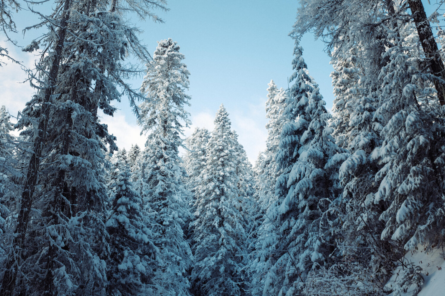 Winter in Spokane: 16 Incredible Snowy Adventures